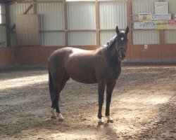 horse A'Lavinia (German Sport Horse, 2003, from Donnerprinz)