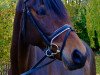 dressage horse Rubina Fleur (Westphalian, 2010, from Rubitano)