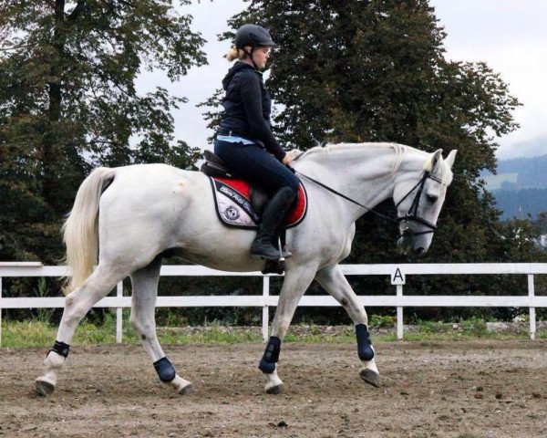 Springpferd No Mercy 31 (Dänisches Warmblut, 2004, von Calato)