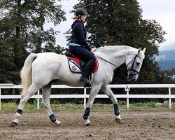 jumper No Mercy 31 (Danish Warmblood, 2004, from Calato)