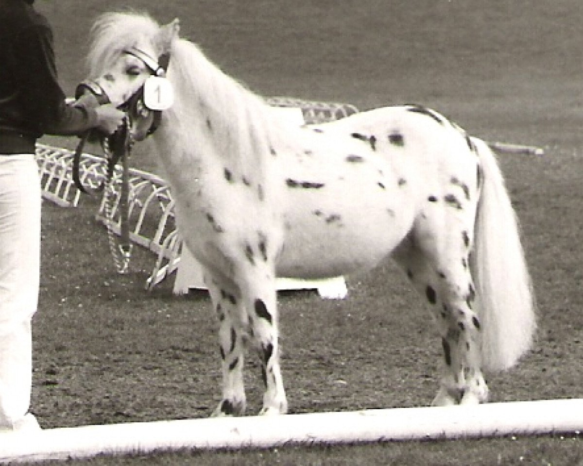 stallion Isarons Fernando (Dt.Part-bred Shetland pony, 1983, from Flanell)