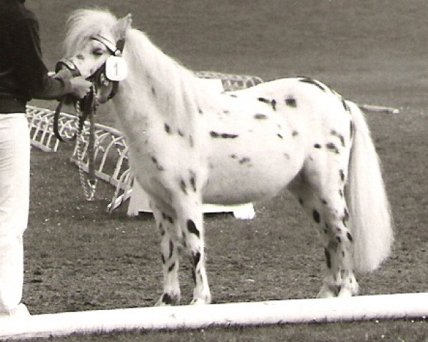 Deckhengst Isarons Fernando (Dt.Part-bred Shetland Pony, 1983, von Flanell)