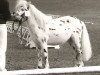 stallion Isarons Fernando (Dt.Part-bred Shetland pony, 1983, from Flanell)