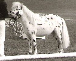 Deckhengst Isarons Fernando (Dt.Part-bred Shetland Pony, 1983, von Flanell)