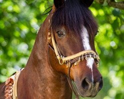 jumper Kinzighausen Grisu (Connemara Pony, 2004, from Groken Gun)