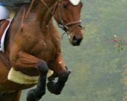 horse Loredanos (Oldenburg, 2003, from Lapis Lazuli)