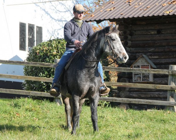 Pferd Kilcar Classic (Connemara-Pony, 2011)
