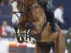 Springpferd Farao of Heritage (Belgisches Warmblut, 2005, von Malito de Reve)