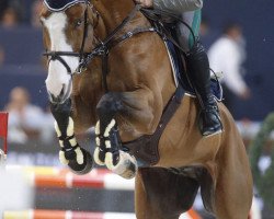 jumper Farao of Heritage (Belgian Warmblood, 2005, from Malito de Reve)