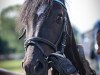 dressage horse Nurik 2 (German Riding Pony, 2011, from New Delight)