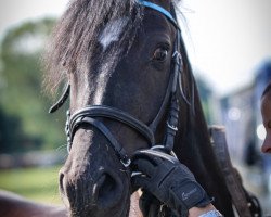 dressage horse Nurik 2 (German Riding Pony, 2011, from New Delight)