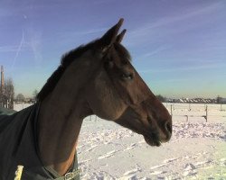 horse Girbaud B (Trakehner, 2000, from Le Duc)