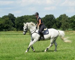 jumper Narvik (Hungarian Warmblood, 2002, from Charisma II)