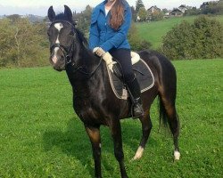 broodmare Holly go lightly 3 (German Riding Pony, 2011, from Flash Dancer xx)