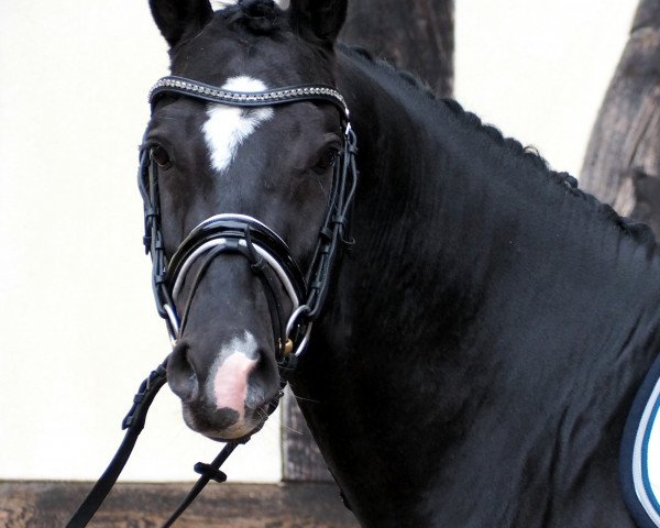 horse Ferragamo (German Riding Pony, 2012, from Flash Dancer xx)
