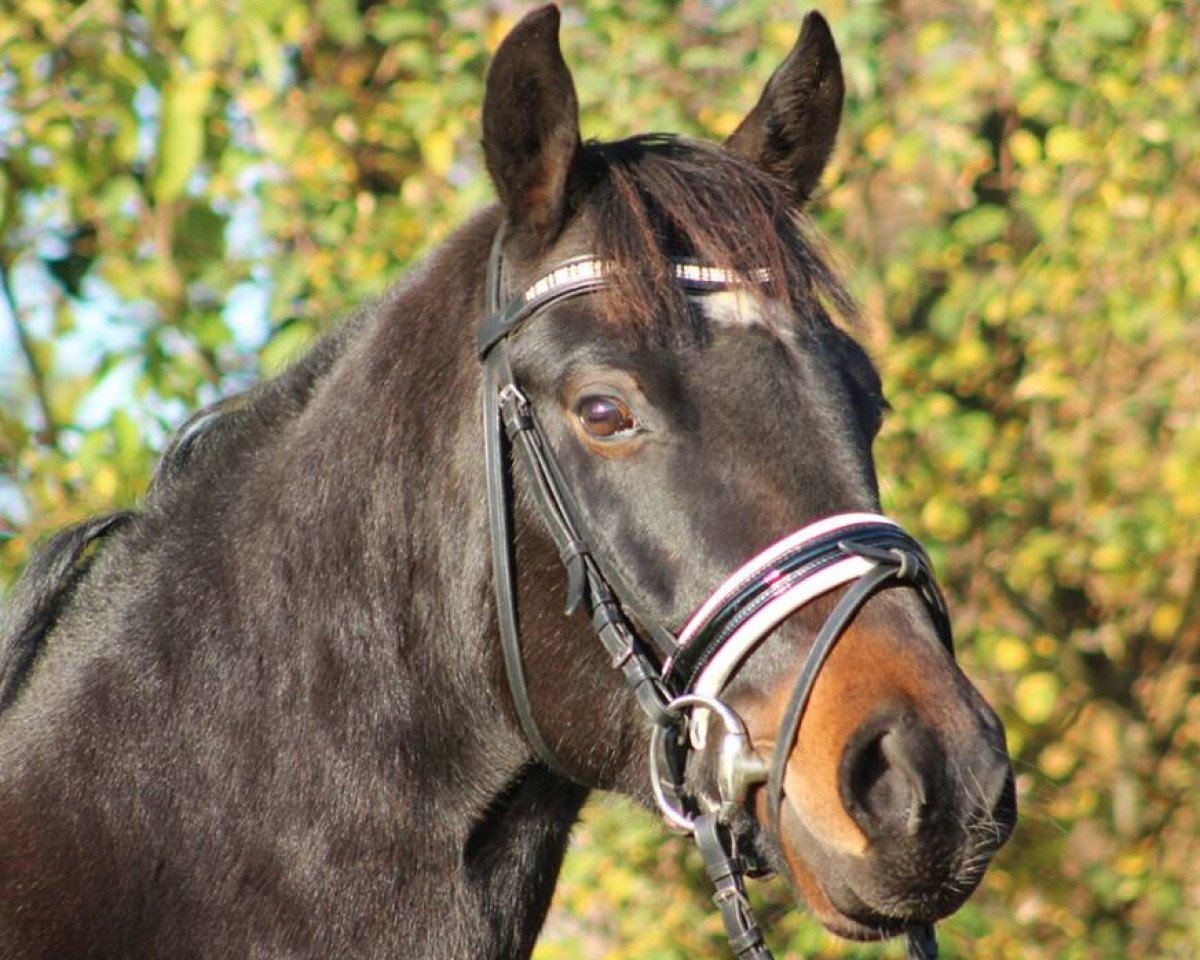 horse Flash in the sky (German Riding Pony, 2011, from Flash Dancer xx)