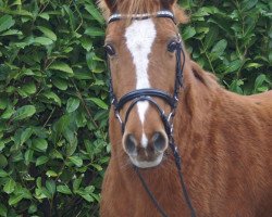 broodmare Classic-Angelina (German Riding Pony, 1996, from Angelo)