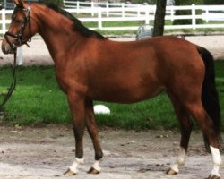 horse Steendiek's Belle Amour (German Riding Pony, 2010, from Principal Boy)