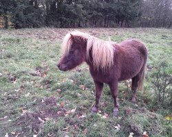 horse Lara (Shetland Pony, 2011)