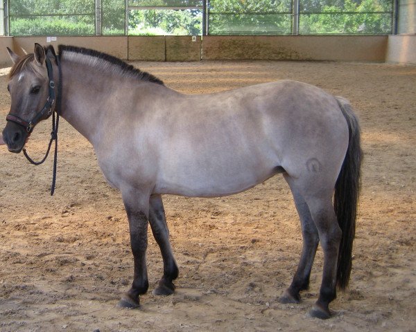 broodmare Lore B 383 H (German Riding Pony, 1987, from Ganove B 231)