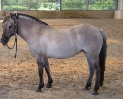 broodmare Lore B 383 H (German Riding Pony, 1987, from Ganove B 231)