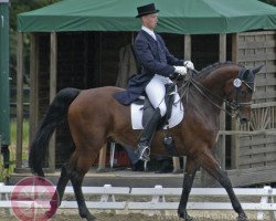 dressage horse Peppo 14 (Oldenburg, 2001, from Pik Noir)