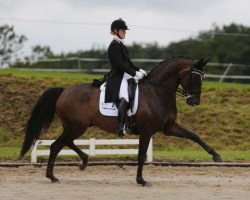 dressage horse Stanford 4 (Oldenburg, 2005, from Sir Donnerhall I)