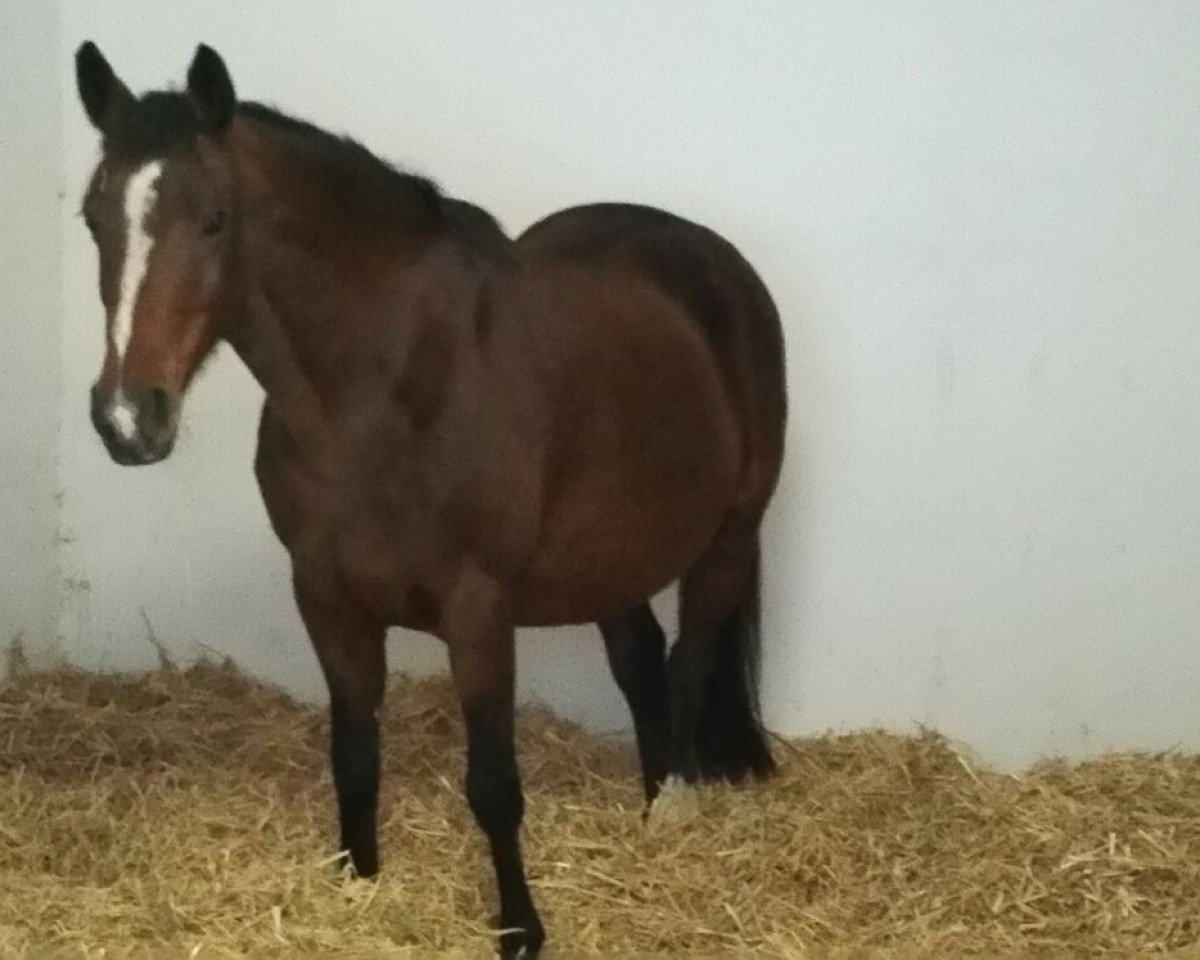 Zuchtstute R Loreana (Deutsches Reitpony, 2002, von Leon)