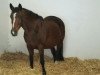 broodmare R Loreana (German Riding Pony, 2002, from Leon)