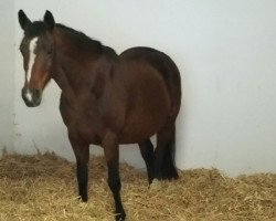 broodmare R Loreana (German Riding Pony, 2002, from Leon)