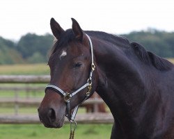 horse Don Fürstino (Oldenburger, 2012, from Don Cismo)