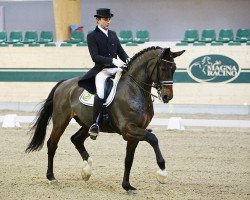 dressage horse Söhnlein Brilliant Mj (Hanoverian, 2002, from Shakespeare in Love)