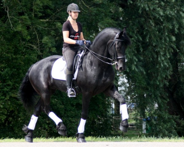 horse Mathijs Friesians of Majesty (Friese, 2004, from Jakob 302)