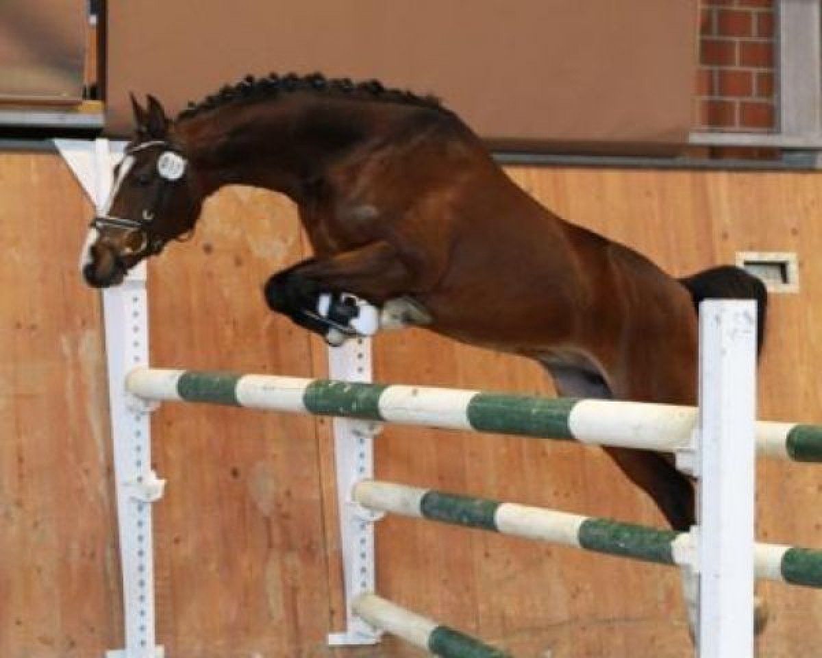 Deckhengst Mel Brook (Nederlands Welsh Ridepony, 2009, von Heitrak's Marvin)