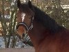 jumper Llaun Serenade (Welsh-Cob (Sek. D), 2006, from Nock Out)