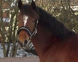 Springpferd Llaun Serenade (Welsh-Cob (Sek. D), 2006, von Nock Out)