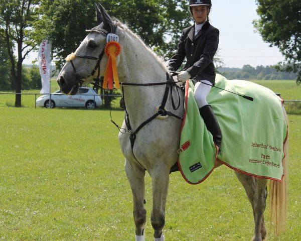 Springpferd Cherman Boy (Holsteiner, 1995, von Corofino I)