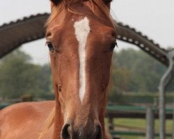 jumper Entre nous 111 Z (Holsteiner, 2013, from Echo van het Neerenbosch)