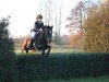 horse Sandor M (German Riding Pony, 2005, from Welcome Sympatico)