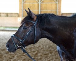 dressage horse Dima 7 (German Riding Pony, 2007, from Hurrikan Heros)