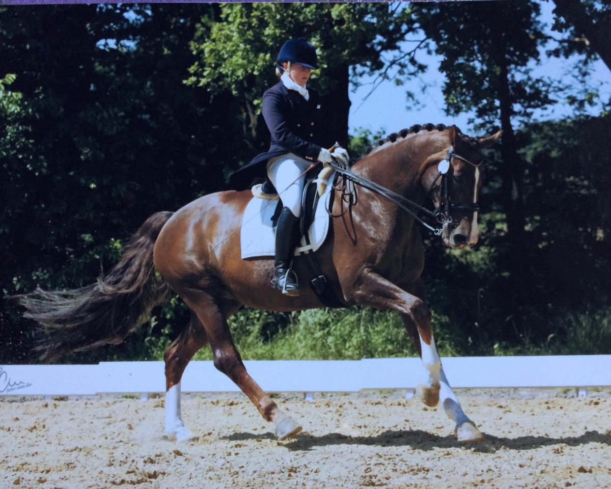 broodmare Dooleys P (Hanoverian, 2002, from Donnerschwee)