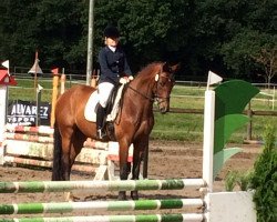 dressage horse Ready for action (Westphalian, 2008, from Riccio)