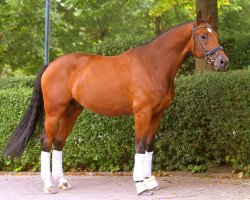 dressage horse Gr Dorian Gray (Württemberger, 2010, from Diamond Hit)