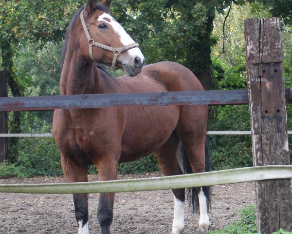 horse Laola 8 (Westphalian, 2000, from Lamoureux II)