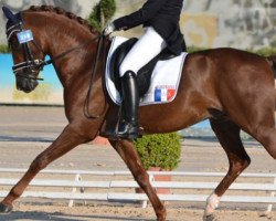 stallion Mad du Bosc (French Pony, 2000, from Nabor)