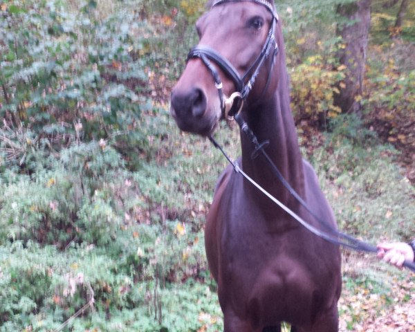 Springpferd Noblesse (Holsteiner, 2009, von Nekton)