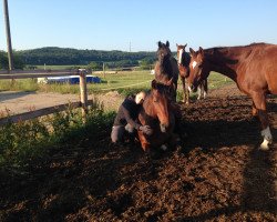 dressage horse Estano 2 (Westphalian, 2008, from Estobar NRW)