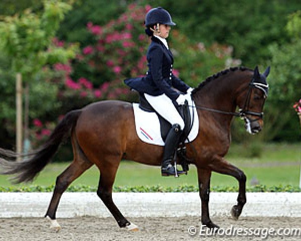 dressage horse Haasendonck S Sultan (New Forest Pony, 1999, from Nieuwmoeds Patrick)