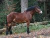 dressage horse Manni (German Riding Pony, 2013, from Martell)