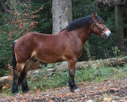 dressage horse Manni (German Riding Pony, 2013, from Martell)